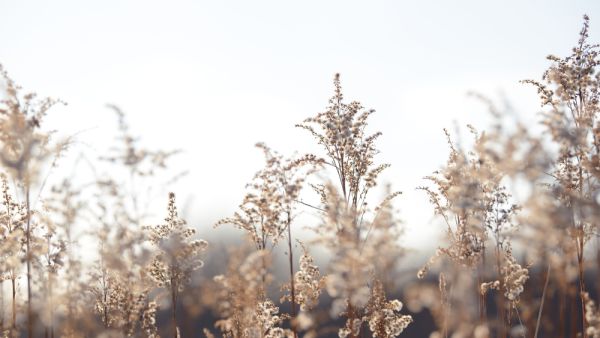 Wild plants 