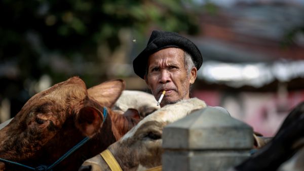 cattle traders