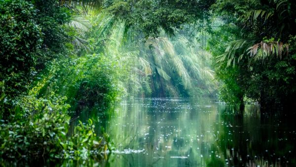 Amazon rainforest