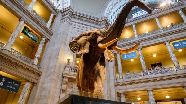 National Museum of Natural History 