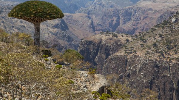 Breathtaking Socotra 