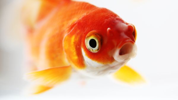 Large goldfish in small bowl