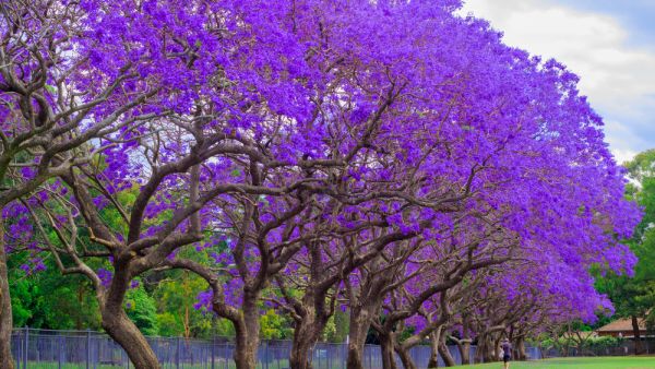 jacaranda tree 