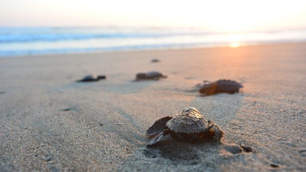 Baby turtle doing her first steps to the ocean