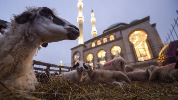 Sheep lie down in the straw in front of a mosque near Pristina, on July 20, 2021, during the sacrificial Eid al-Adha festival. Muslims around the world are celebrating the annual festival of Eid al-Adha or Feast of Sacrifice, which marks the end of the annual pilgrimage to Mecca and is celebrated in remembrance of Abraham's readiness to sacrifice his son to God