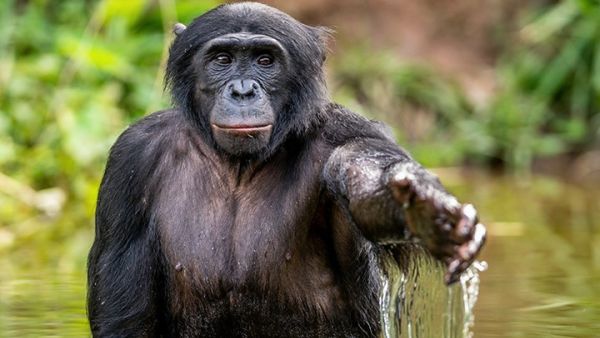 Salonga National Park in the Democratic Republic of Congo
