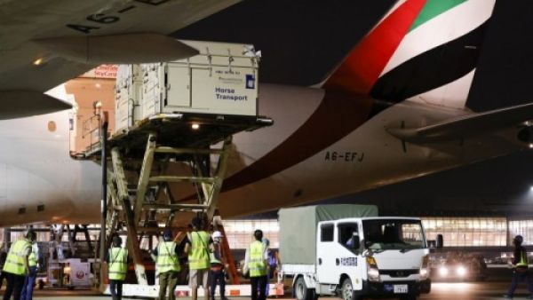 How Many Flights Does It Take to Transport 247 Horses from Liege to Tokyo?