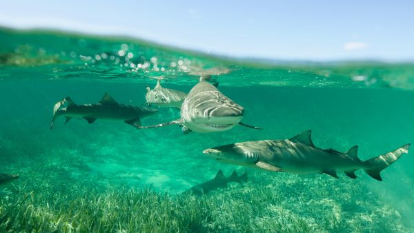 National Geographic Announces Largest Shark! Event Yet Kicking off Monday July 19th on National Geographic Wild