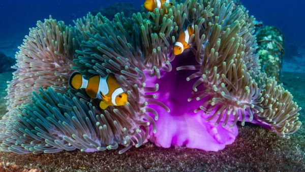 family of False Clownfish in a beautiful purple anemone on a tropical coral reef