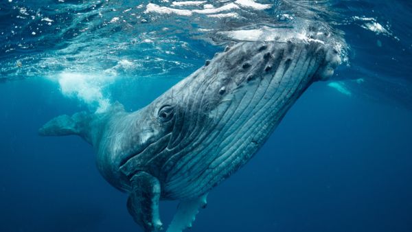whale　
