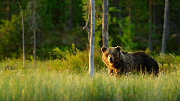 big brown bear