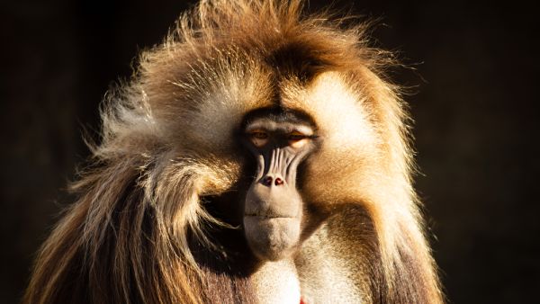 Baboons