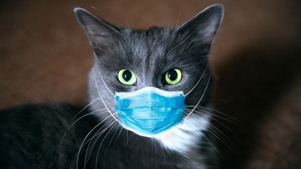 Cat in a medical mask