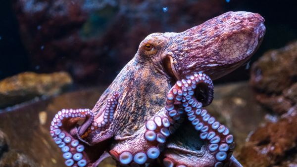 Octopus in water