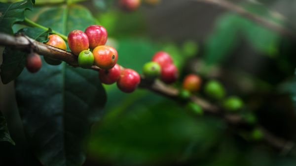  coffee trees