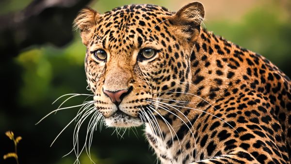 Leopard stuck in an Indian school cafeteria