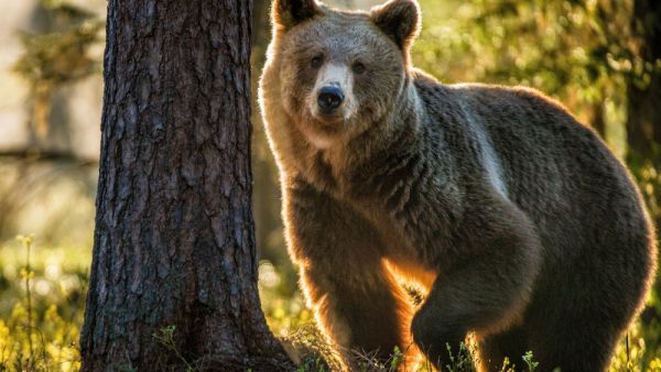 Bear makes a surprise into a shopping mall 