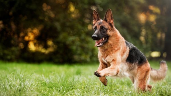German Shepard