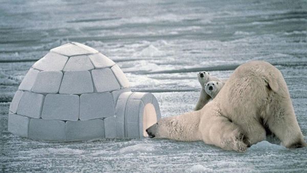 القطب المتجمد الشمالي