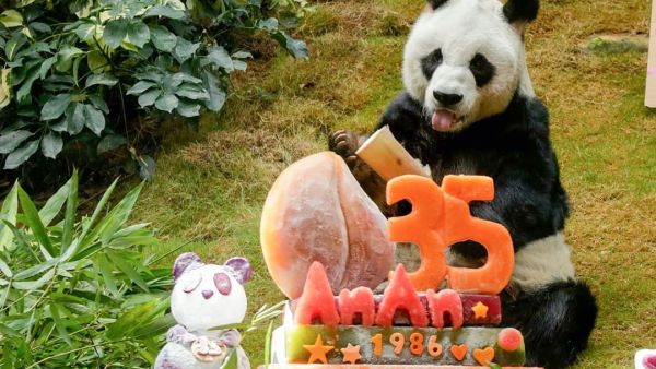 An An's Birthday Party～Happy Birthday to our adorable Giant Pandasss!