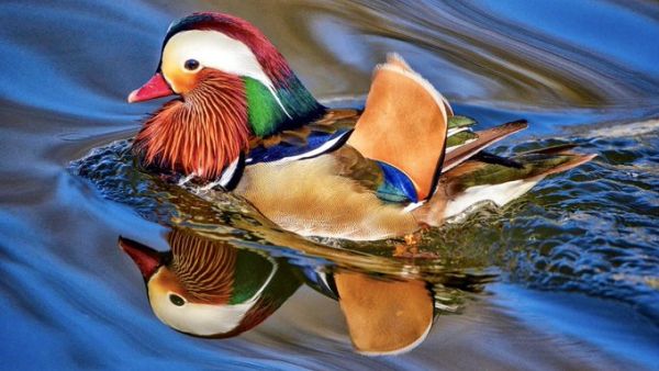 Mandarin Duck