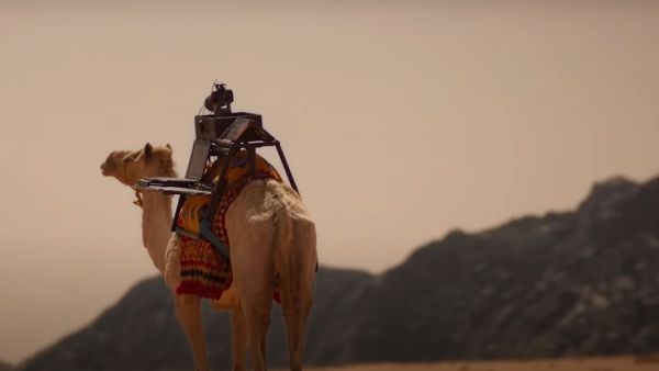 Sarha, a female camel that took on a photography assistant 