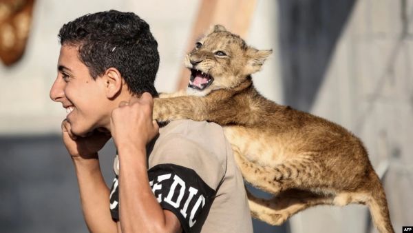  A Palestinian youth plays with one lion cub at his family house in Khan Yunis in the southern Gaza Strip on November 9, 2020.