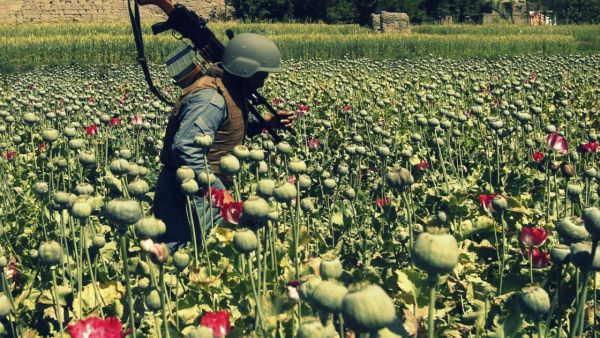 أفيون أفغانستان