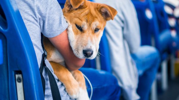 Pets may ride Saudi public transportations