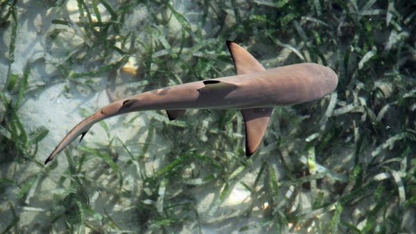 baby shark