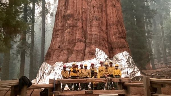 Hand crews worked to clear the area around the General Sherman tree