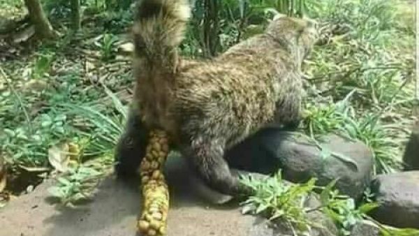 Luwak (civet cat) eating coffee bean
