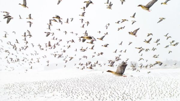 'Pink-Footed Geese Meeting the Winter', Levanger (Norway), by Terje Kolaas, winner of Drone Photo Awards 2021. Thousands of pink-footed geese roost in central Norway in spring, on their way to the breeding grounds on Svalbard in the Arctics. 