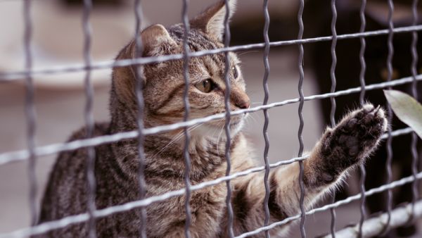 Cat Adoption