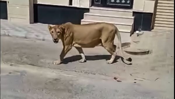 أسد في شوارع الخبر