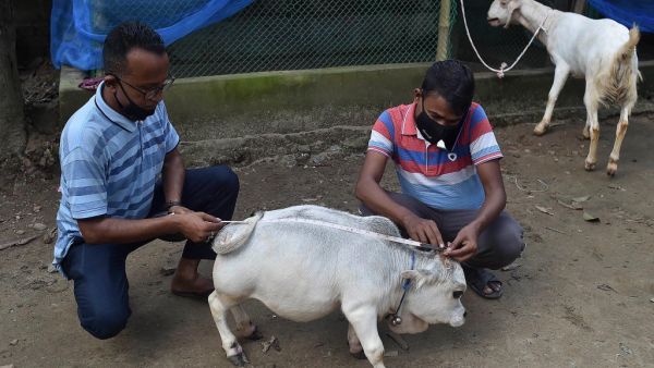 A Bangladesh cow that reached a height of only 20 inches enters Guinness World Records