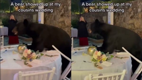 A bear shows up at a wedding reception in Mexico