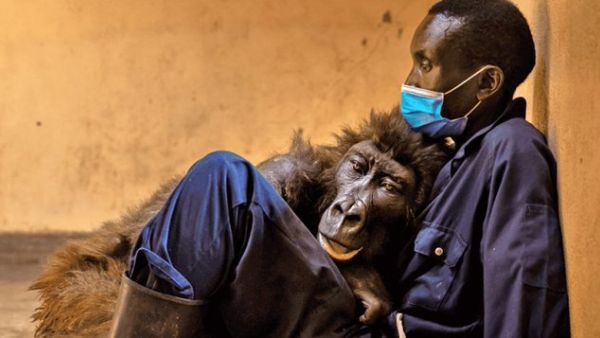 Ndakasi, the gorilla in a viral 2019 selfie