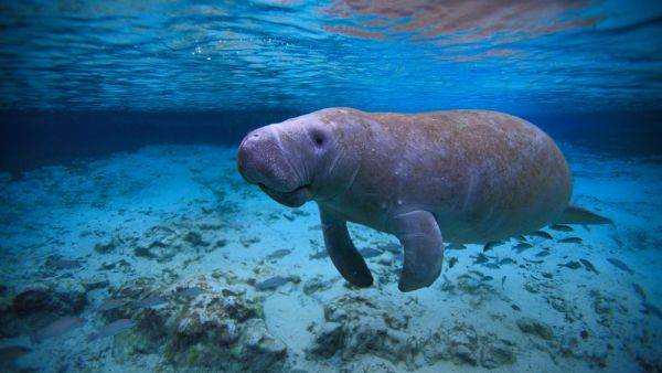 More than 900 Florida manatees died this year due to pollutants