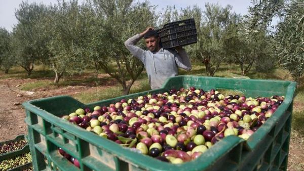 Olive-picking in Algeria