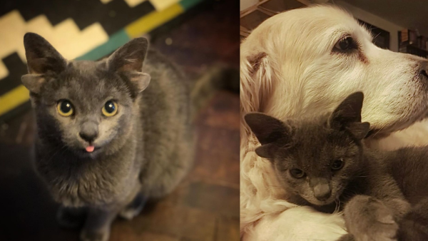 Cat with four ears