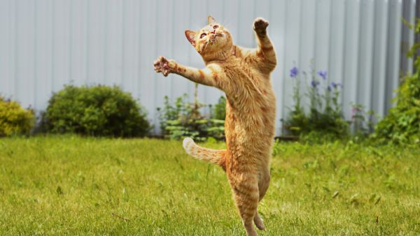 Oregon cat might be world's oldest at age 26