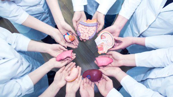 Will Muslims Agree to Undergo Pig Organ Transplants?