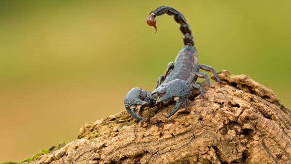Deadly Scorpions kill three people in Egypt's Aswan