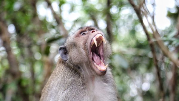 Monkeys terrorize farmers, destroy crops in Tanzanian villages