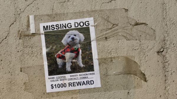 Family offers money to anyone who find its missing pet