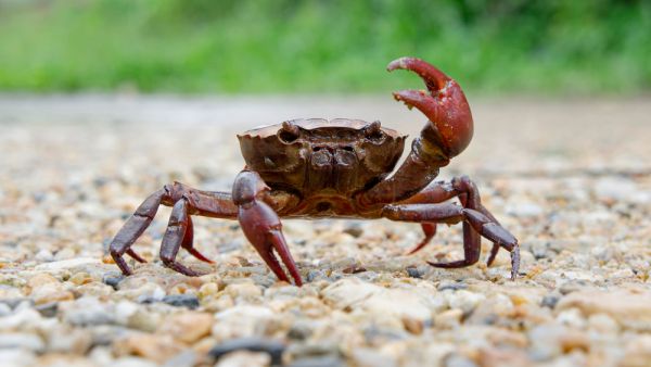 crab migration shuts down roads on Australian island