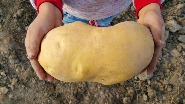 New Zealand couple are waiting to hear if a mammoth potato