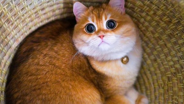 Cat looks JUST like Puss in Boots