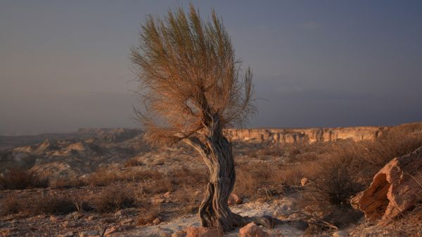 saxaul tree